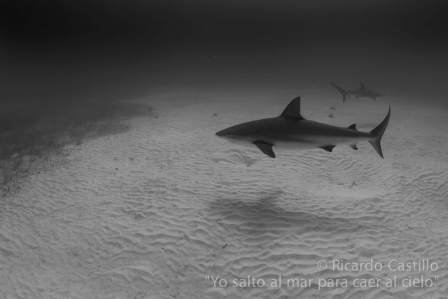 Immersioni con gli squali 